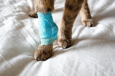 Hayvan hastanesinde damar içi serum fizyolojik verilmiş hasta kedi. Kedinin patisi infüzyon terapi masasına bağlı. Pençe bandajlı. Yüksek kalite fotoğraf