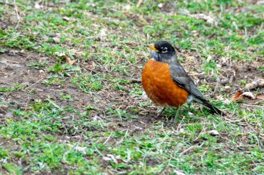 Yüksek telli parka tırmanan insanlar. Dağ miğferi ve güvenlik ekipmanları takan insanlar. Yüksek kalite fotoğraf. Yüksek kalite fotoğraf