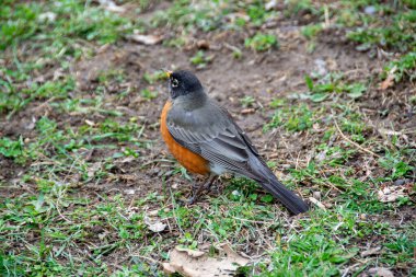 Yüksek telli parka tırmanan insanlar. Dağ miğferi ve güvenlik ekipmanları takan insanlar. Yüksek kalite fotoğraf. Yüksek kalite fotoğraf