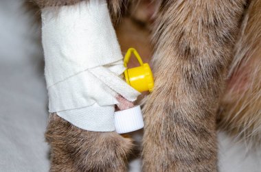 Hayvan hastanesinde damar içi serum fizyolojik verilmiş hasta kedi. Kedinin patisi infüzyon terapi masasına bağlı. Pençe bandajlı. Yüksek kalite fotoğraf