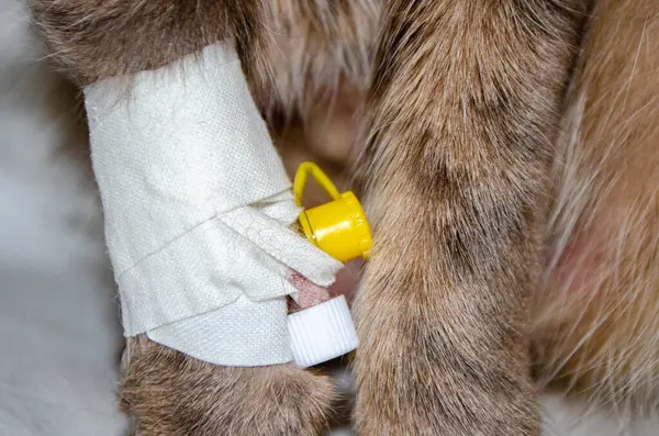 stock image Sick cat with Saline intravenous in the animal hospital. The cat's paw is tied to the infusion therapy table. The paw is bandaged . High quality photo