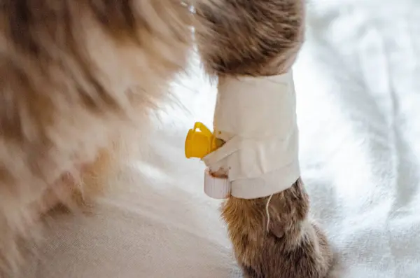 stock image Sick cat with Saline intravenous in the animal hospital. The cat's paw is tied to the infusion therapy table. The paw is bandaged . High quality photo