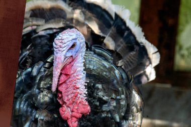 Hindi kümes hayvanları güzel siyah beyaz tüylerle yaklaşır. Süslü hindi, Meleagris Dörtnala, çiftlikte mavimsi kızıl saçlı. Yüksek kalite fotoğraf