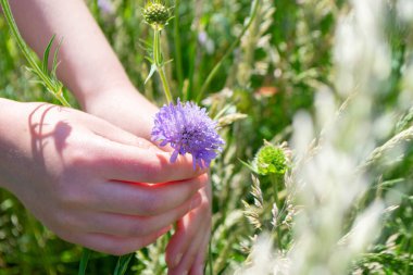 Bir kadın yonca çiçeği toplar ve geleneksel tıp malzemeleri hazırlar. Yüksek kalite fotoğraf