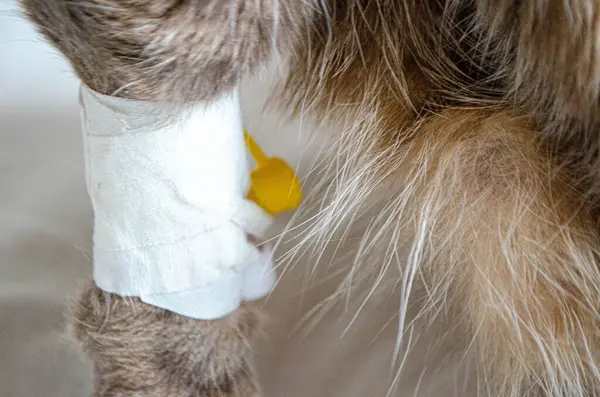 stock image Sick cat with Saline intravenous in the animal hospital. The cat's paw is tied to the infusion therapy table. The paw is bandaged . High quality photo