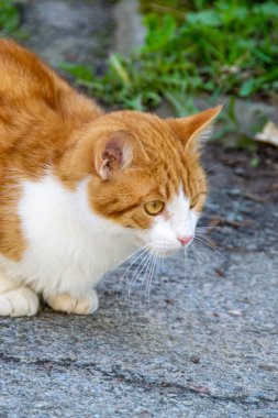 Şirin kırmızı sokak kedisinin parlak portresi. Yazın bahçedeki bir vazo çiçeğin yanında genç, güzel, kızıl saçlı bir kedi. Yüksek kalite fotoğraf