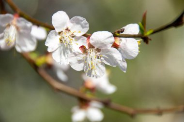 Leptospermum soluk pembe çiçekleri Myrtaceae familyasındaki çalılar ve küçük ağaçlar kışın Avustralya topraklarına yerli kuşları ve arıları çeken bir renk katar. Yüksek kalite fotoğraf