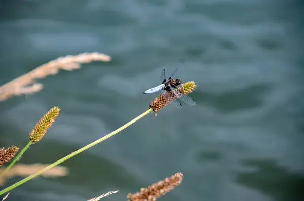 stock image Dragonfly - Broad-bodied Chaser (Libellula depressa) - male resting on reed. Blue flat bellied dragonfly waiting on a stick. High quality photo