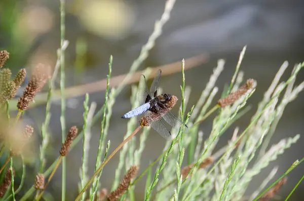 stock image Dragonfly - Broad-bodied Chaser (Libellula depressa) - male resting on reed. Blue flat bellied dragonfly waiting on a stick. High quality photo