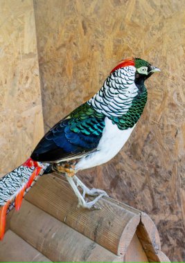 Portrait of a beautiful bird Hybrid of Golden and diamond pheasant Golden and lady Amherst pheasant hybrid on a gray background, stuffed. Animals, birds, ornithology. High quality photo clipart