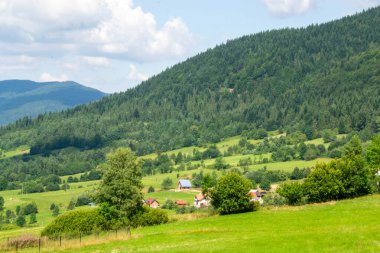 Yazın dağdaki yeşil orman doğal manzarası. Güzel, renkli bir yaz baharı. Park 'ın doğal manzarası. Güneş ışığındaki ağaçların yeşil yapraklarıyla çevrili. Yüksek kalite fotoğraf