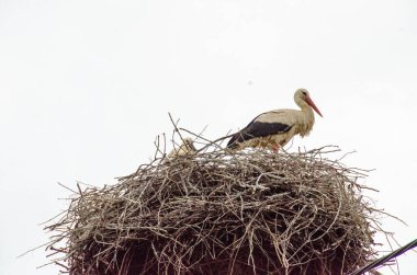 Leylek yuvasında durur, yuva yapar. Arka planda dramatik bir mavi gökyüzü. Kopyalama uzayı. Yüksek kalite fotoğraf