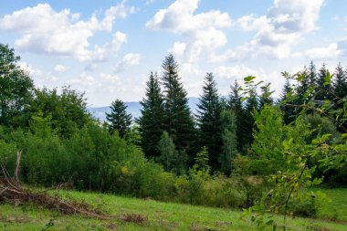 Yazın dağdaki yeşil orman doğal manzarası. Güzel, renkli bir yaz baharı. Park 'ın doğal manzarası. Güneş ışığındaki ağaçların yeşil yapraklarıyla çevrili. Yüksek kalite fotoğraf
