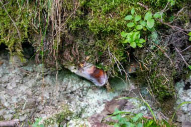 Doğal bir arka planda mantar. Doğal arka planda yüksek kaliteli fotomantar. Yüksek kalite fotoğraf. 