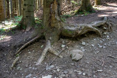 Dağlarda bulunan bir ormanın ağaçlarının arasından yukarıya doğru giden bir patika var. Orman yemyeşil, yosun, sopa ve ağaçlar orman zeminini kaplıyor. Yüksek kalite fotoğraf