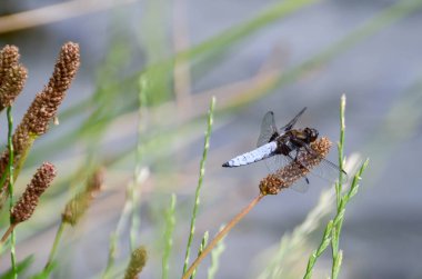 Dragonfly - Broad-bodied Chaser (Libellula depressa) - male resting on reed. Blue flat bellied dragonfly waiting on a stick. High quality photo clipart