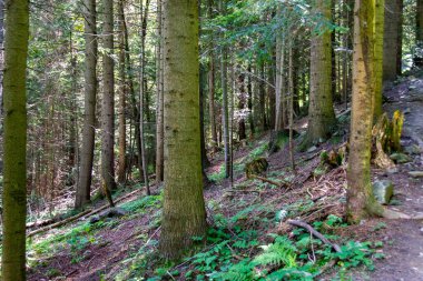 Dağlarda bulunan bir ormanın ağaçlarının arasından yukarıya doğru giden bir patika var. Orman yemyeşil, yosun, sopa ve ağaçlar orman zeminini kaplıyor. Yüksek kalite fotoğraf