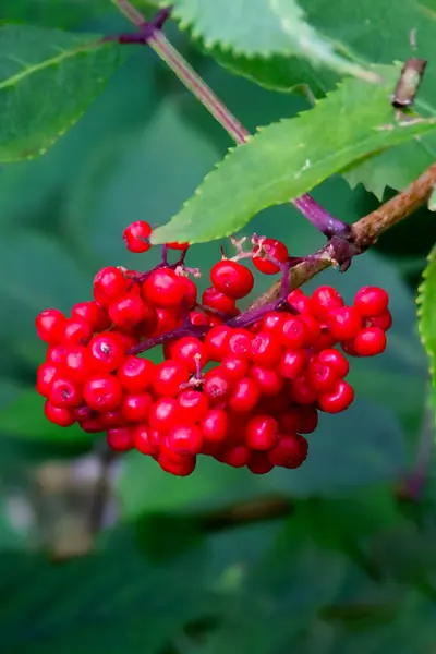 Stock image Rowan branch with a bunch of red ripe berries. High quality photo