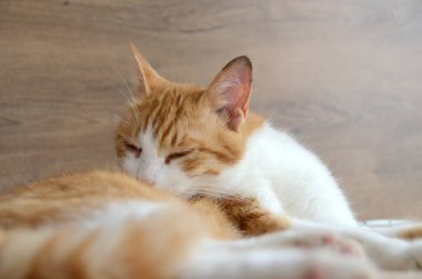 Felis Silvestris forma catus, evcil kedi, kırmızı-beyaz, yalancı. Yakından, Turuncu kedi kollarını yalayarak kedi dili görüntüsünü oluşturur. Yüksek kalite fotoğraf