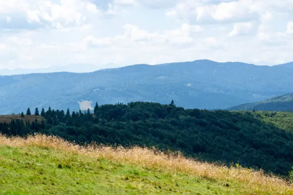 Yazın dağdaki yeşil orman doğal manzarası. Güzel, renkli bir yaz baharı. Park 'ın doğal manzarası. Güneş ışığındaki ağaçların yeşil yapraklarıyla çevrili. Yüksek kalite fotoğraf