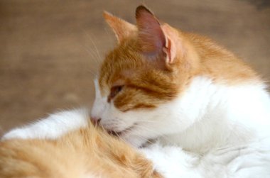 Felis Silvestris forma catus, evcil kedi, kırmızı-beyaz, yalancı. Yakından, Turuncu kedi kollarını yalayarak kedi dili görüntüsünü oluşturur. Yüksek kalite fotoğraf