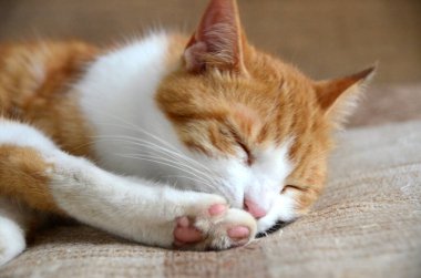 Felis Silvestris forma catus, evcil kedi, kırmızı-beyaz, yalancı. Yakından, Turuncu kedi kollarını yalayarak kedi dili görüntüsünü oluşturur. Yüksek kalite fotoğraf