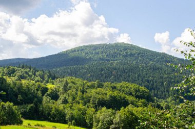Yazın dağdaki yeşil orman doğal manzarası. Güzel, renkli bir yaz baharı. Park 'ın doğal manzarası. Güneş ışığındaki ağaçların yeşil yapraklarıyla çevrili. Yüksek kalite fotoğraf