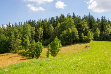 Yazın dağdaki yeşil orman doğal manzarası. Güzel, renkli bir yaz baharı. Park 'ın doğal manzarası. Güneş ışığındaki ağaçların yeşil yapraklarıyla çevrili. Yüksek kalite fotoğraf
