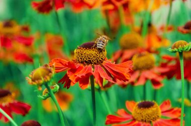Yaz aylarında Helenyum Moerheim Güzellik çiçeğinin içinde hapşıran bir arı. Wetern Bal Arısı Apis Mellifera Helenyum çiçeğinin üzerinde. Yüksek kalite fotoğraf
