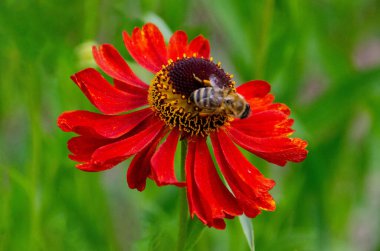 Yaz aylarında Helenyum Moerheim Güzellik çiçeğinin içinde hapşıran bir arı. Wetern Bal Arısı Apis Mellifera Helenyum çiçeğinin üzerinde. Yüksek kalite fotoğraf