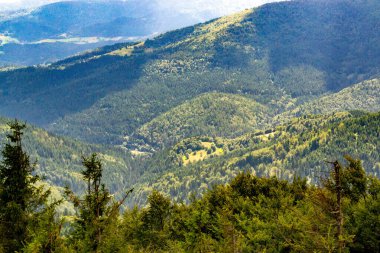 Yazın dağdaki yeşil orman doğal manzarası. Güzel, renkli bir yaz baharı. Park 'ın doğal manzarası. Güneş ışığındaki ağaçların yeşil yapraklarıyla çevrili. Yüksek kalite fotoğraf