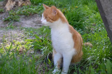 Şirin kırmızı sokak kedisinin parlak portresi. Yazın bahçedeki bir vazo çiçeğin yanında genç, güzel, kızıl saçlı bir kedi. Yüksek kalite fotoğraf