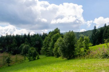 Yazın dağdaki yeşil orman doğal manzarası. Güzel, renkli bir yaz baharı. Park 'ın doğal manzarası. Güneş ışığındaki ağaçların yeşil yapraklarıyla çevrili. Yüksek kalite fotoğraf