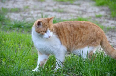 Şirin kırmızı sokak kedisinin parlak portresi. Yazın bahçedeki bir vazo çiçeğin yanında genç, güzel, kızıl saçlı bir kedi. Yüksek kalite fotoğraf