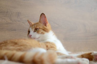 Felis Silvestris forma catus, evcil kedi, kırmızı-beyaz, yalancı. Yakından, Turuncu kedi kollarını yalayarak kedi dili görüntüsünü oluşturur. Yüksek kalite fotoğraf