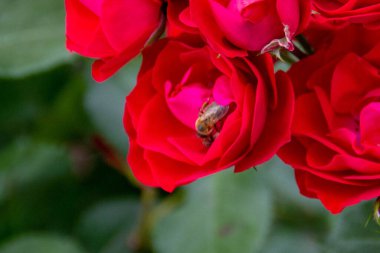 Kırmızı gül çiçekli bir arı için Macro fotoğrafı. Kırmızı gül üzerinde bal arısı, polen toplar, yakın plan. Yüksek kalite fotoğraf