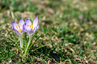 Sarı çiçek açan timsahlar, bahçede büyüyen bahar çiçekleri. Şubat ayında iki Crocus Krisanthus 'un altın sarısı çiçekleri. Yüksek kalite fotoğraf