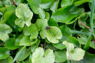 Flower kaluga. yellow spring flowers. A field of yellow flowers with green leaves and one has a black bug on it. High quality photo clipart