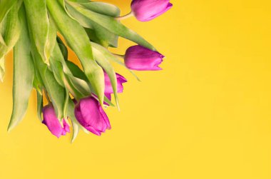 Dil taze laleler genellikle masum çiçekler olarak kabul edilir ve onlara şans tanımadığımızda son derece hoş bir sürprizdir. Ahşap arka planda. Eski tahtalarda laleler, bahar konsepti. 