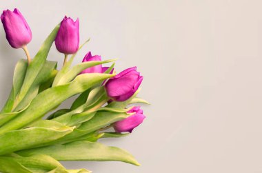 Taze çiçek kompozisyon, bi renk laleler, soluk pembe ve beyaz degrade arka plan buket. Dünya Kadınlar Günü, anneler günü kavramı tebrik. Uzay kopyalayın, üstten görünüm, düz yatıyordu yakın. 