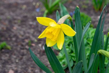 Güzel renkli narsisli ya da nergis çiçeği akşam ışığını kapatır. Narcissus, Amaryllidaceae familyasına ait bir bitki cinsidir. Yüksek kalite fotoğraf.