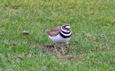 killdeer bird on ground nest. one single adult killdeer bird sitting on a clutch of eggs. Beautiful killdeer bird in the forest clipart