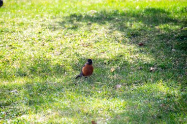 Gagasında yeşil otlar olan bir Amerikan bülbülü. Amerikan Robin 'in Macro' su, ağzında larvayla çimlerin ve garaj yolu betonunun üzerinde duruyor. Yüksek kalite fotoğraf