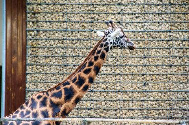 Bir zürafa kafası portresi, uzun yıllar ve komik bir bakış. Güzel bir zürafanın portresi yemyeşil bir bokeh arka planda. Yüksek kalite fotoğraf