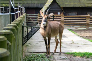 Güneşli bir günde hayvanat bahçesinde Afrika antilopları, bir ağacın gölgesinde dinlenen kükreyen antiloplar, Avrupa hayvanat bahçelerinde yaşayan vahşi Afrika hayvanları. Yüksek kalite fotoğraf