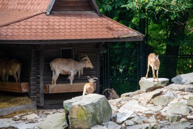 Güneşli bir günde hayvanat bahçesinde Afrika antilopları, bir ağacın gölgesinde dinlenen kükreyen antiloplar, Avrupa hayvanat bahçelerinde yaşayan vahşi Afrika hayvanları. Yüksek kalite fotoğraf