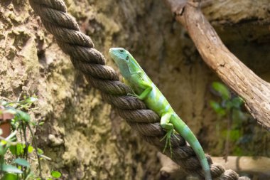 Sarı kertenkele kırmızı ince plastik ipin üstünde. Yüksek kalite fotoğraf