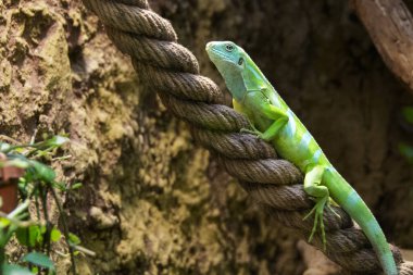Sarı kertenkele kırmızı ince plastik ipin üstünde. Yüksek kalite fotoğraf