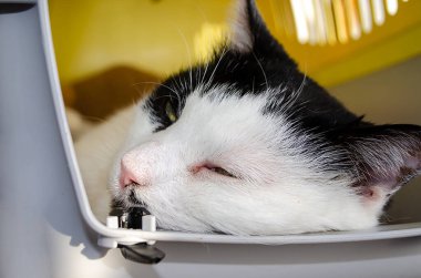 Kedi pençe ile uyuyor yüzünü beyaz battaniyeye örtüyor, yumuşak odaklı fotoğraf. Evcil hayvan taşıyıcısının içinde sakince dinlenen yeşil gözlü sıradan genç erkek kedi doktoru bekliyor. Yüksek kalite fotoğraf