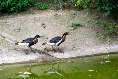 Çimenlerde yürüyen bir çift siyah beyaz ördek. Yüksek kalite fotoğraf